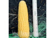 АГХ 11-195 F1 (AGX 11-195 F1) - кукуруза сахарная, 5 000 семян, Agri Saaten  (Агри Заатен) Германия  фото, цена